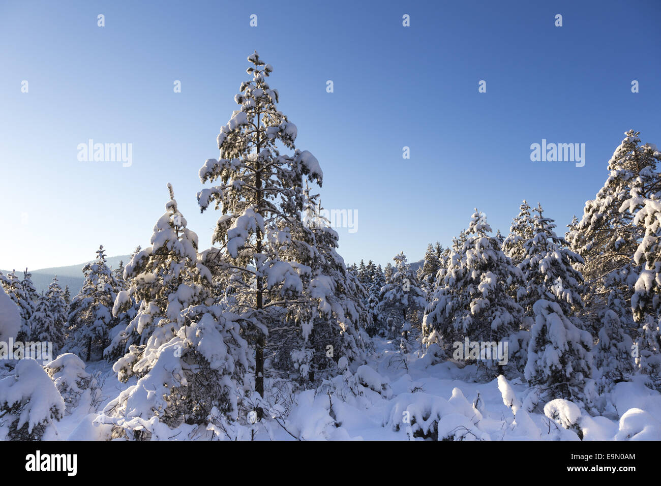 forêt de surgelés Banque D'Images