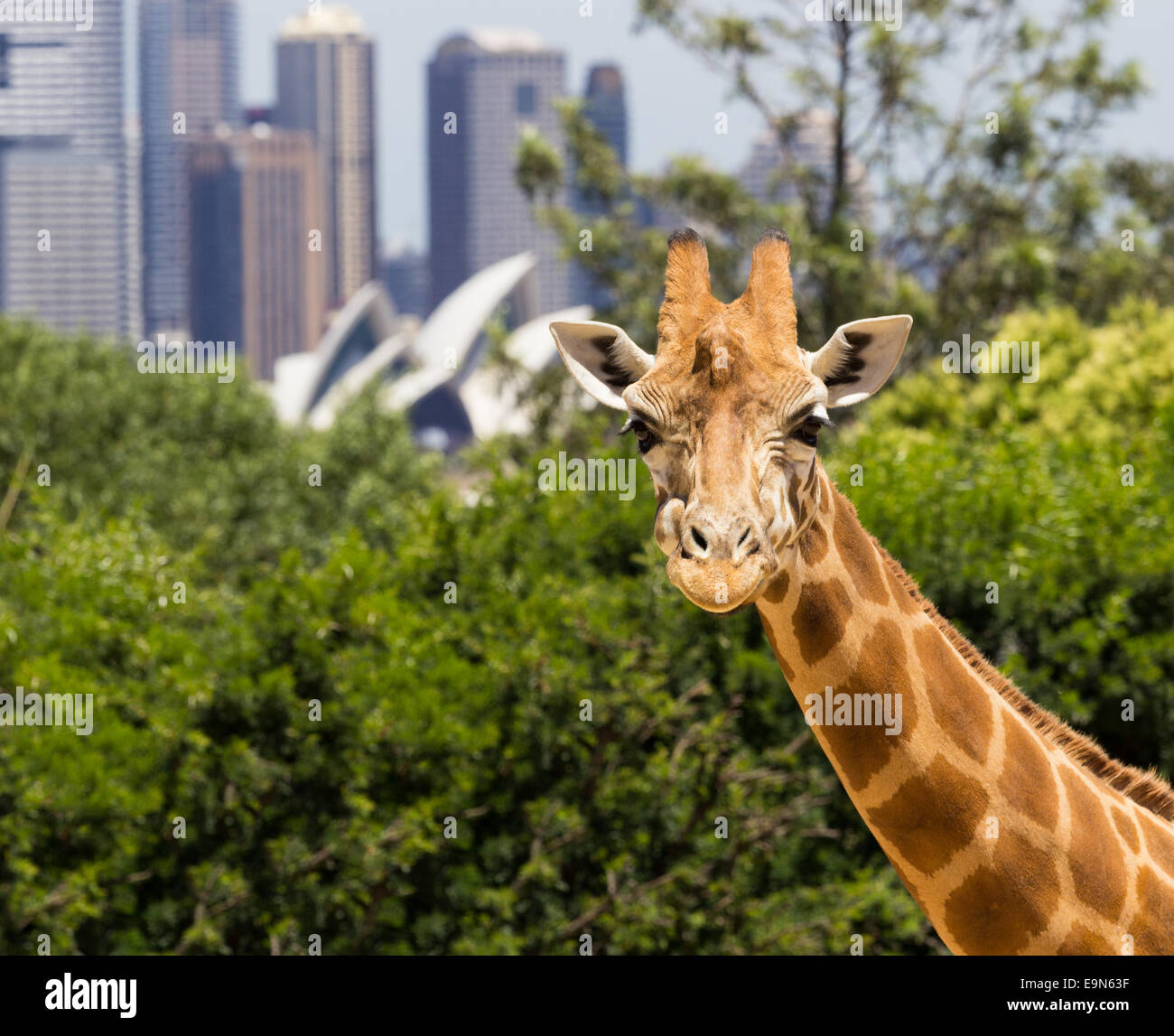 Les girafes, avec une fabuleuse vue sur Sydney Banque D'Images