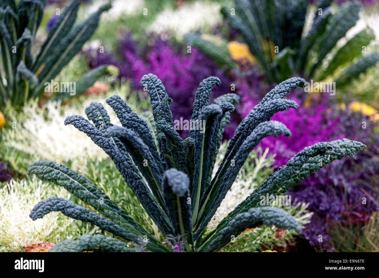 Brassica oleracea palmifolia Cabbage ornemental feuilles de jardin de Kale Banque D'Images