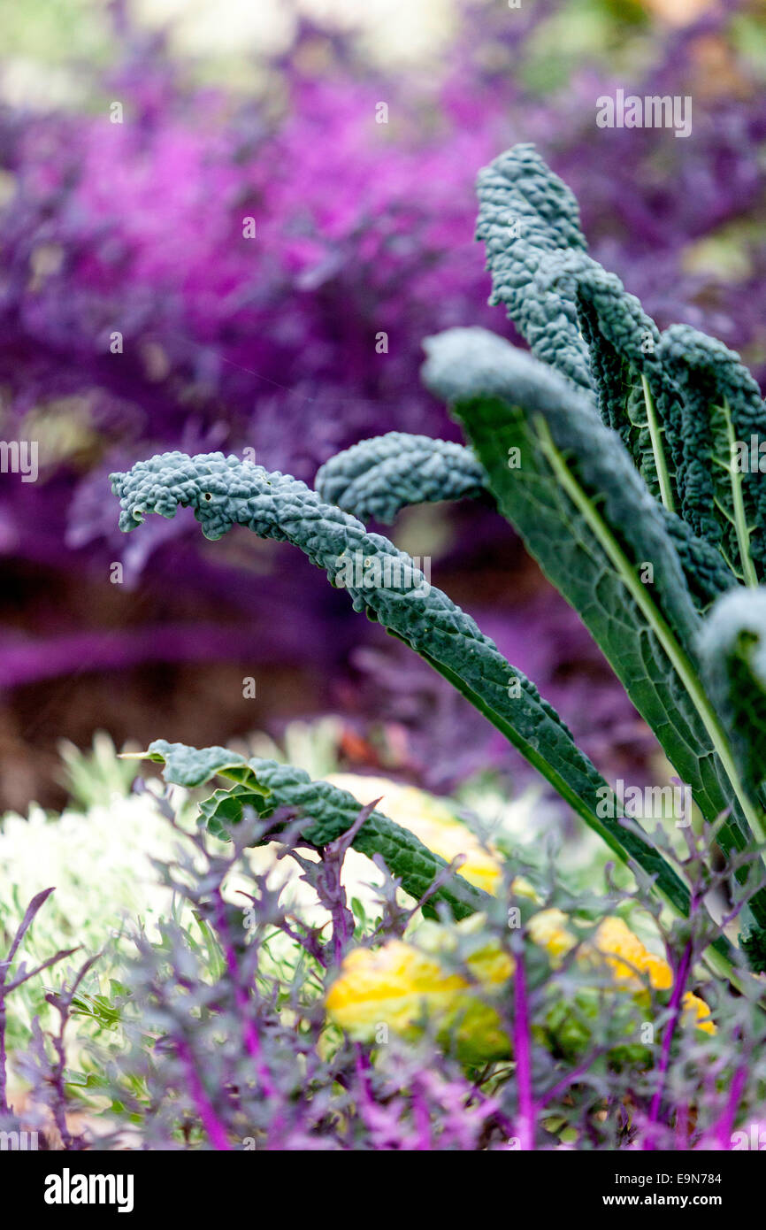 Brassica oleracea Cabbage ornemental feuilles d'hiver dans le lit Kale en croissance Banque D'Images