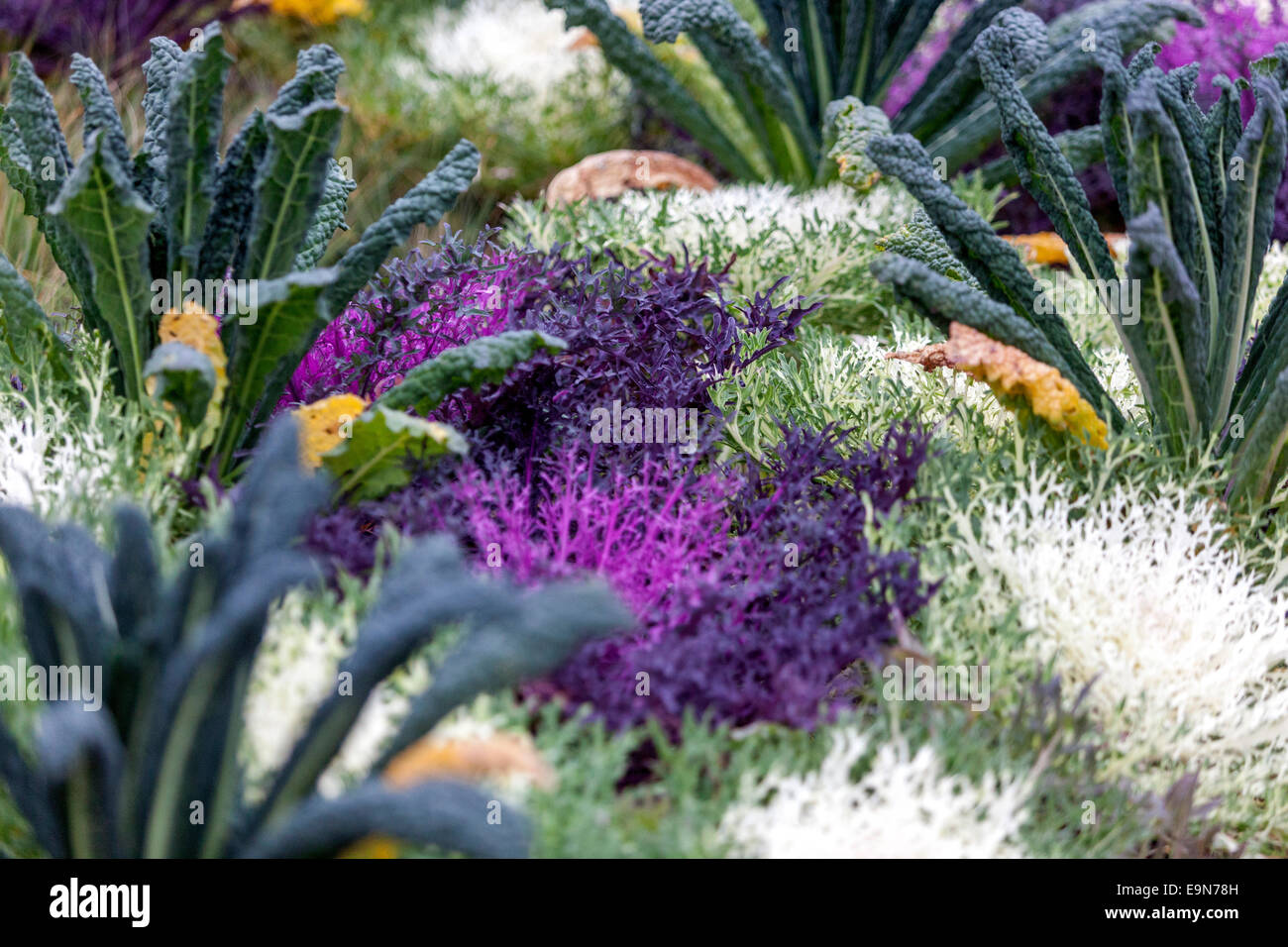 Feuilles de chou ornemental Brassica oleracea Banque D'Images