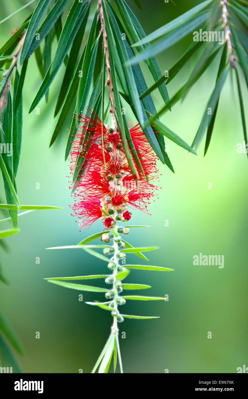 Brosse à bouteille rouge (arbre fleur Callistemon) Banque D'Images