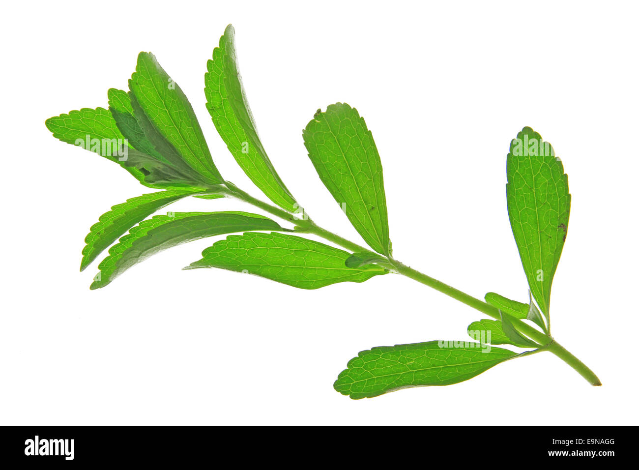 Sweetleaf (Stevia rebaudiana) Banque D'Images