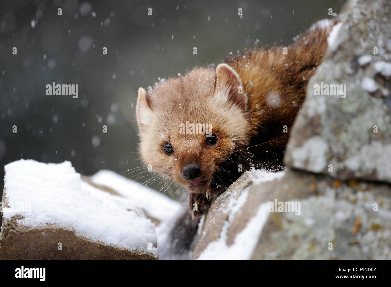 Pin / martre (Martes americana)- en captivité dans l'habitat hivernal, Bozeman, Montana, USA Banque D'Images