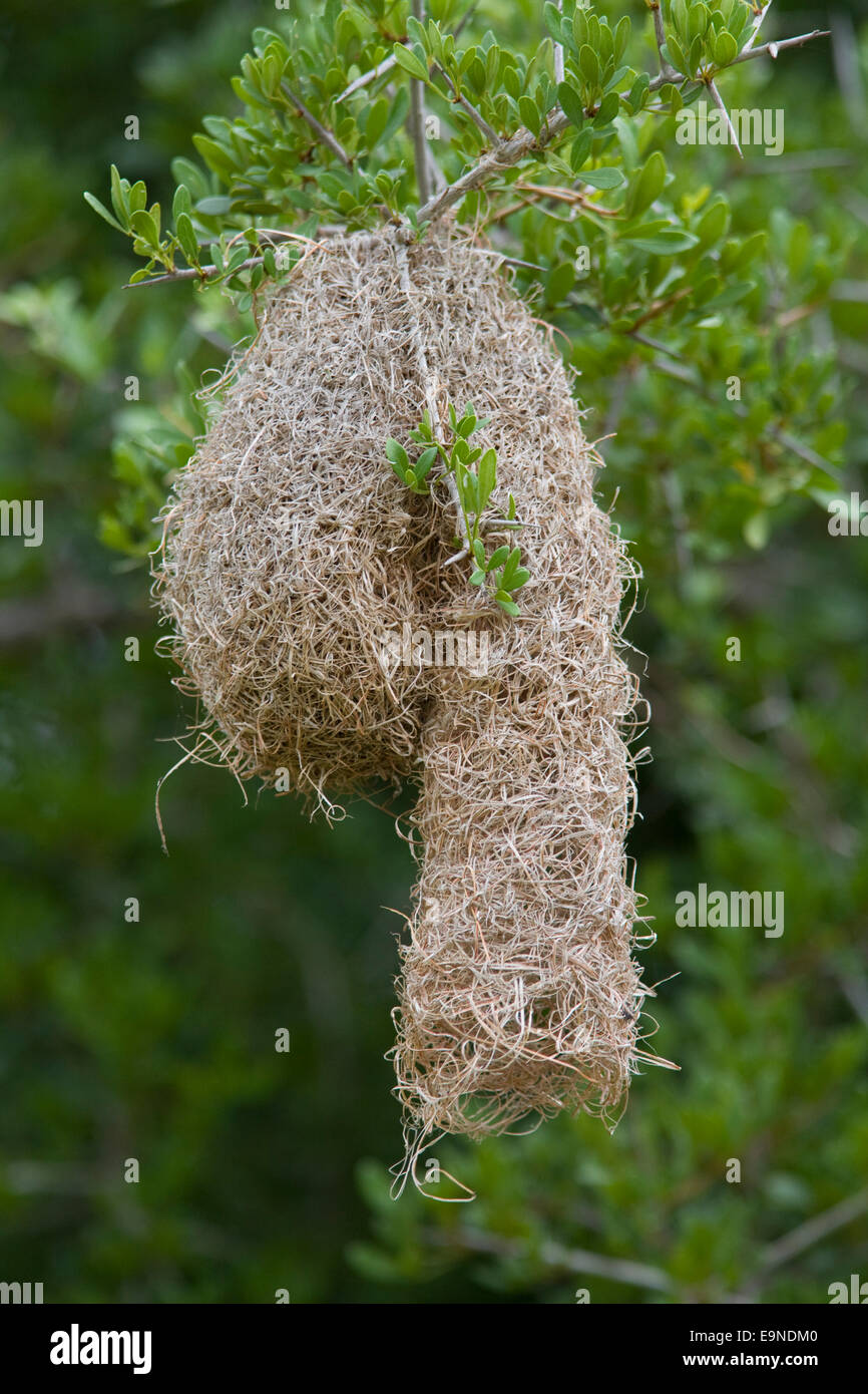 Ours à lunettes weaver Ploceus ocularis, nid, Eastern Cape, Afrique du Sud Banque D'Images