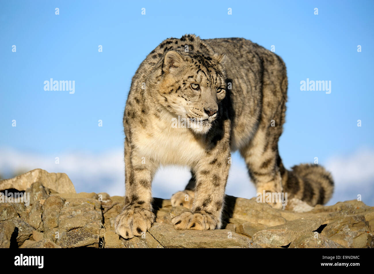 Snow Leopard (Panthera uncia) - dans l'habitat alpin en captivité, Bozeman, Montana, USA Banque D'Images