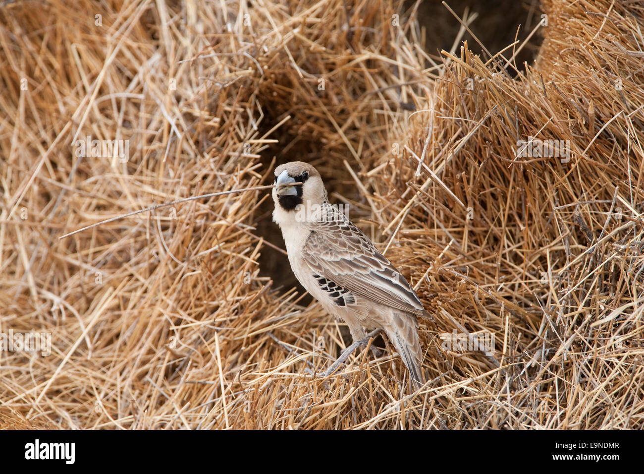 Sociable Weaver, Philetairus socius, la réparation de nid, Kgalagadi Transfrontier Park, Afrique du Sud Banque D'Images