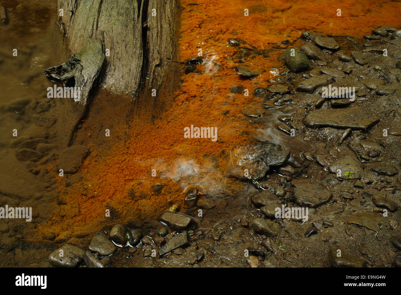 Une orange d'algues se forme dans un ruisseau, généralement due à l ...