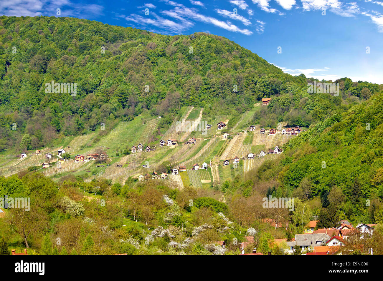 Vignoble pittoresque Hill dans le Zagorje Banque D'Images