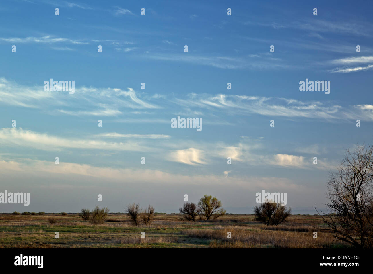 Californie - les arbres situés dans la région des prairies à la Grande Prairie Valley State Park situé dans la Grande Vallée Centrale. Banque D'Images