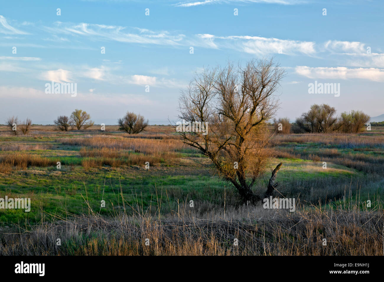 Californie - les arbres situés dans la région des prairies à la Grande Prairie Valley State Park dans la Grande Vallée Centrale. Banque D'Images