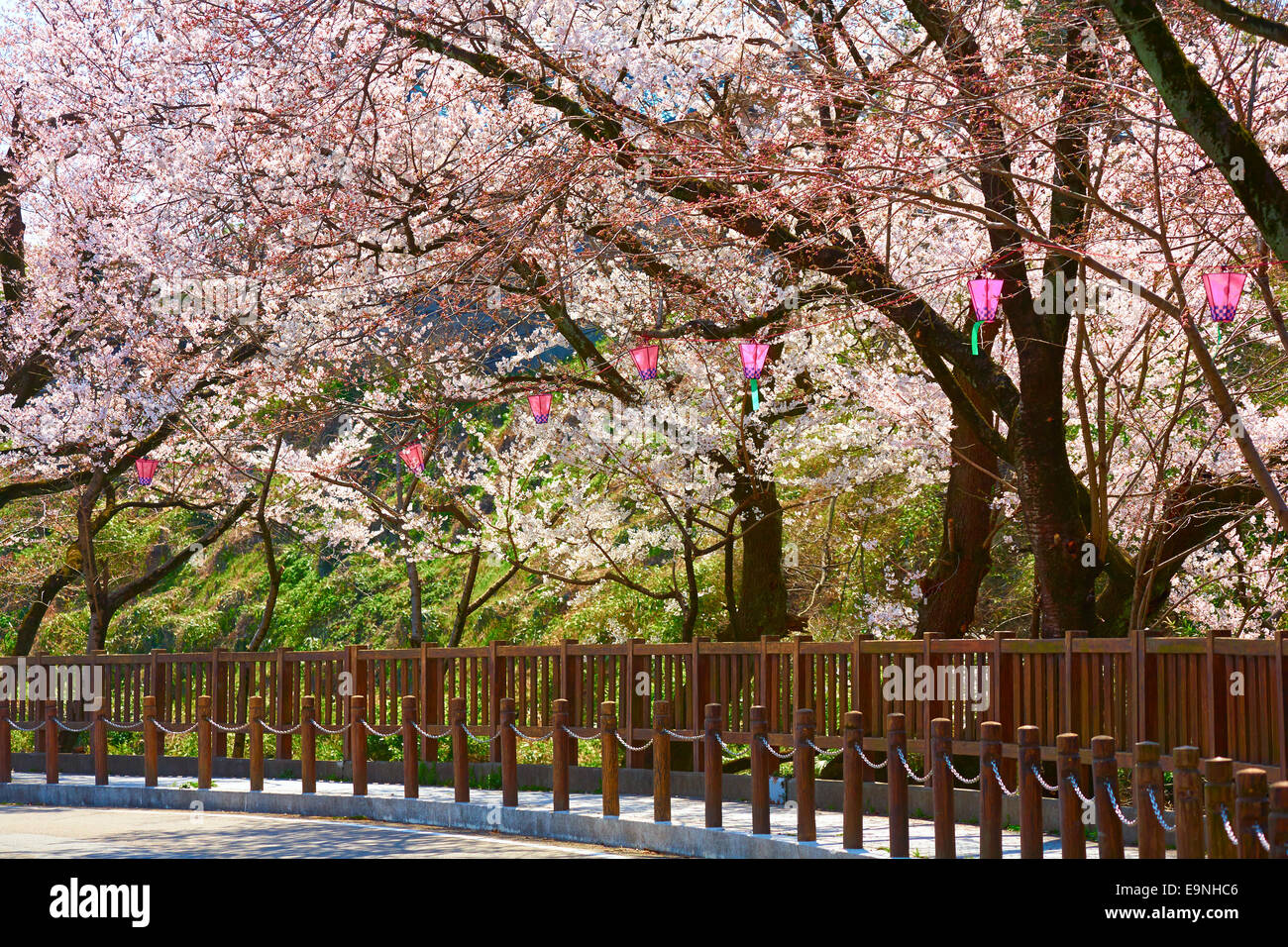 Sakura en fleurs Banque D'Images
