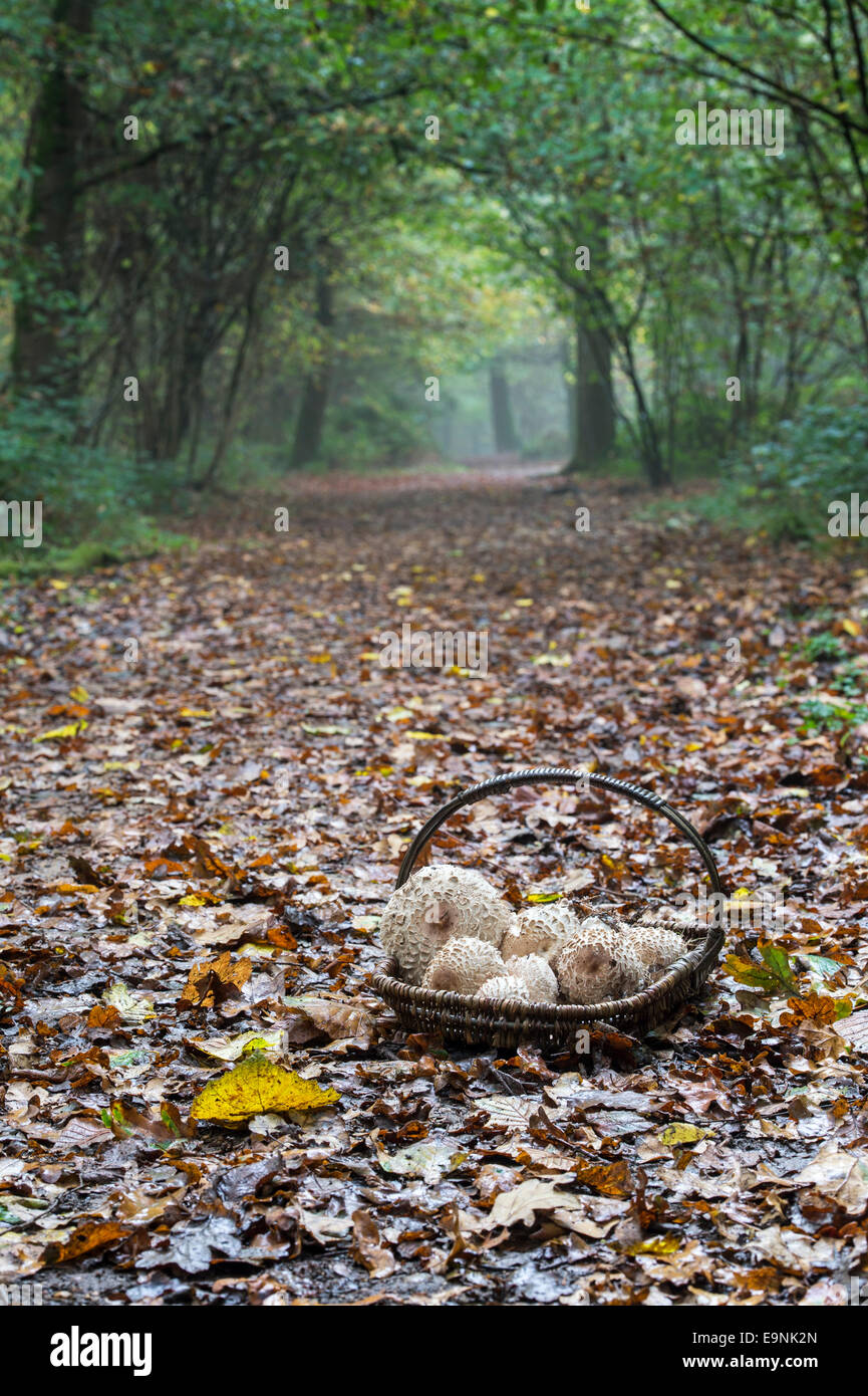 Macrolepiota procera. Panier en osier plein de nourriture dans un champignons Parasol woodland Banque D'Images