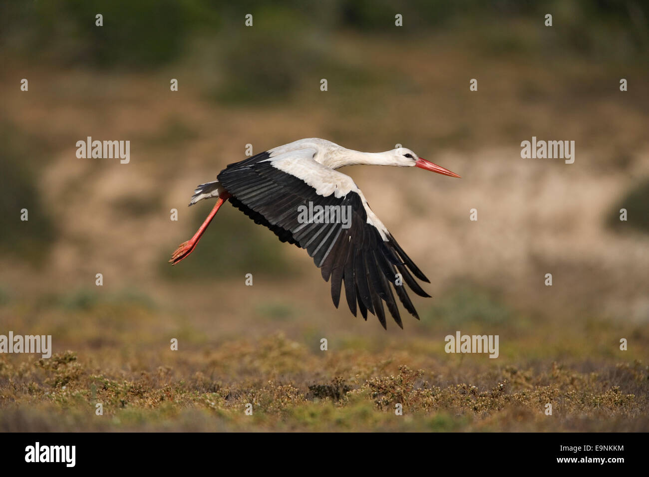 Cigogne blanche, Ciconia ciconia, en vol, l'Addo national park, Afrique du Sud Banque D'Images