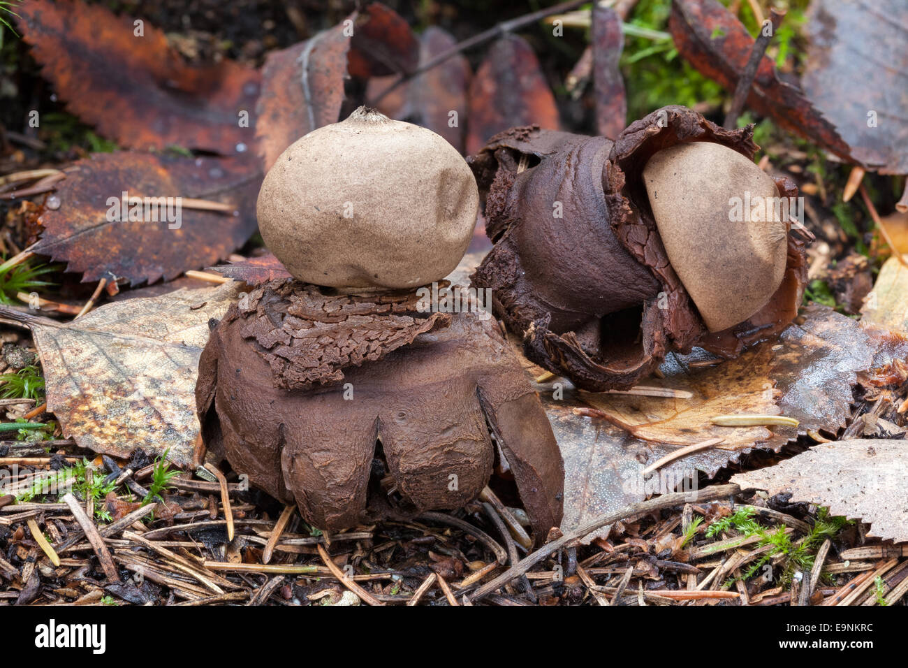 Champignons earthstar à collier Banque D'Images