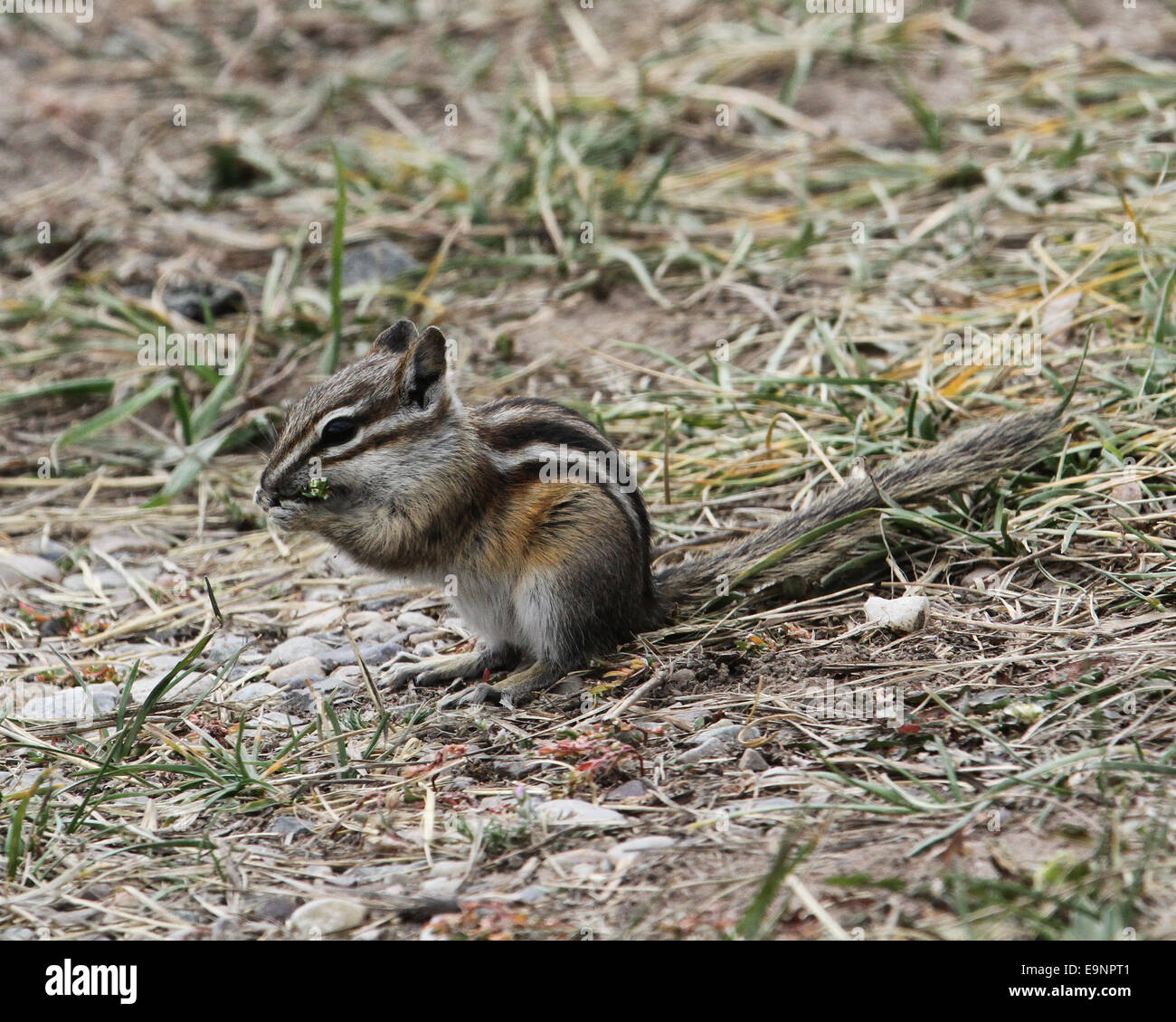 Le tamia mineur (Tamias minimus) dans l'alimentation du Parc National de Grand Teton, Wyoming, USA Banque D'Images