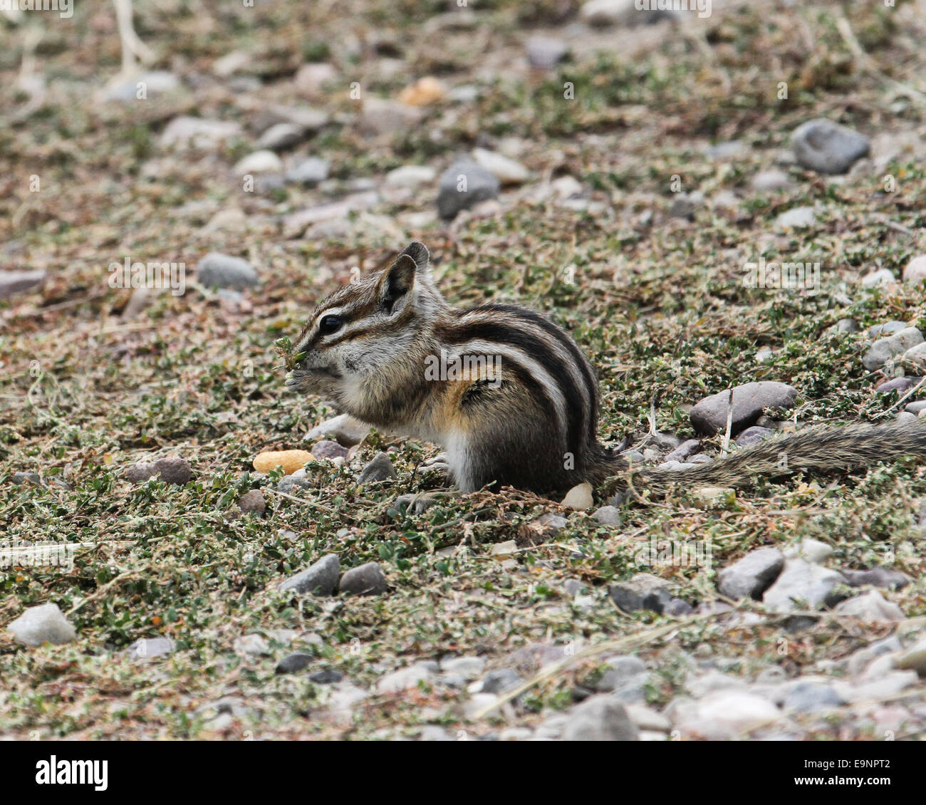 Le tamia mineur (Tamias minimus) dans l'alimentation du Parc National de Grand Teton, Wyoming, USA Banque D'Images