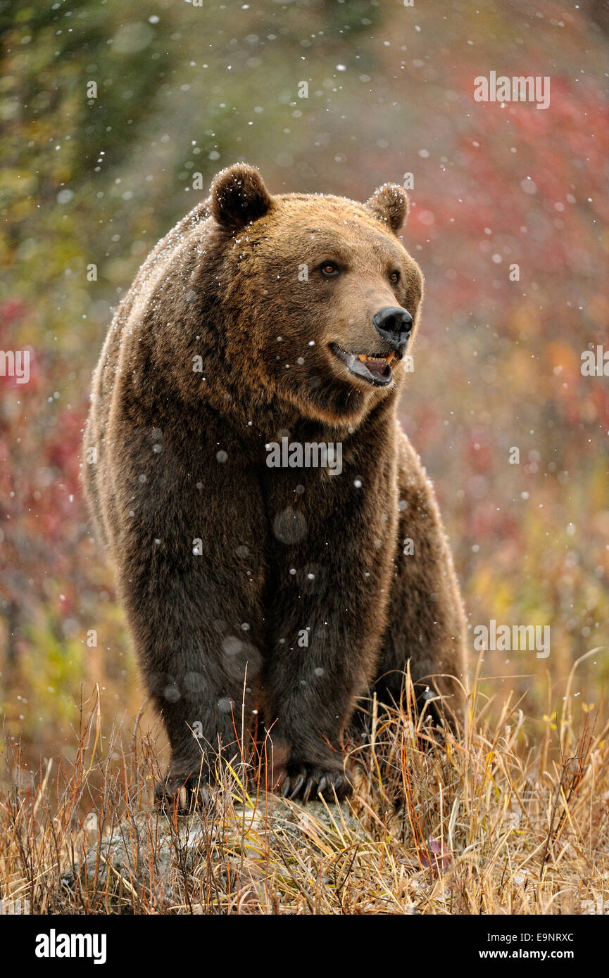 Ours grizzli (Ursus arctos) à la fin de l'automne de l'habitat de montagne (captive soulevées spécimen), Bozeman, Montana, USA Banque D'Images