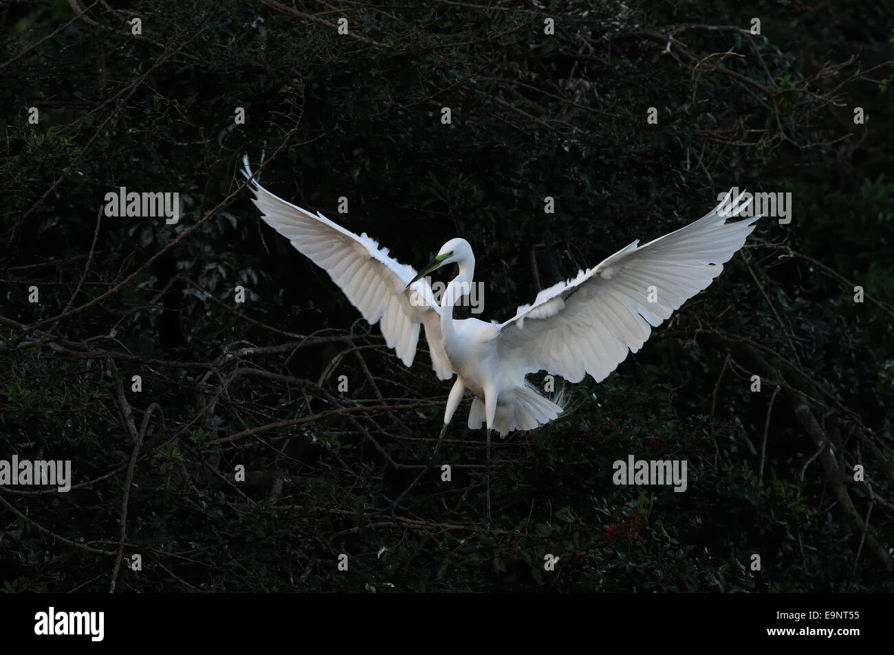 Grande Aigrette flying assis dans la végétation de Gatorland près d'Orlando montrant l'accouplement il y a de plumes. Floride, États-Unis Banque D'Images