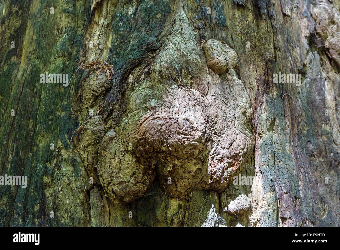 Burl sur le tronc d'un séquoia côtier géant (Sequoia sempervirens) Humboldt Redwoods State Park, dans le Nord de la Californie, USA Banque D'Images