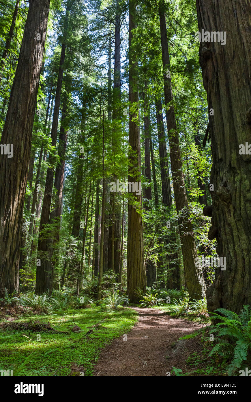 Sentier dans fondateurs Grove, Avenue des Géants, Humboldt Redwoods State Park, dans le Nord de la Californie, USA Banque D'Images