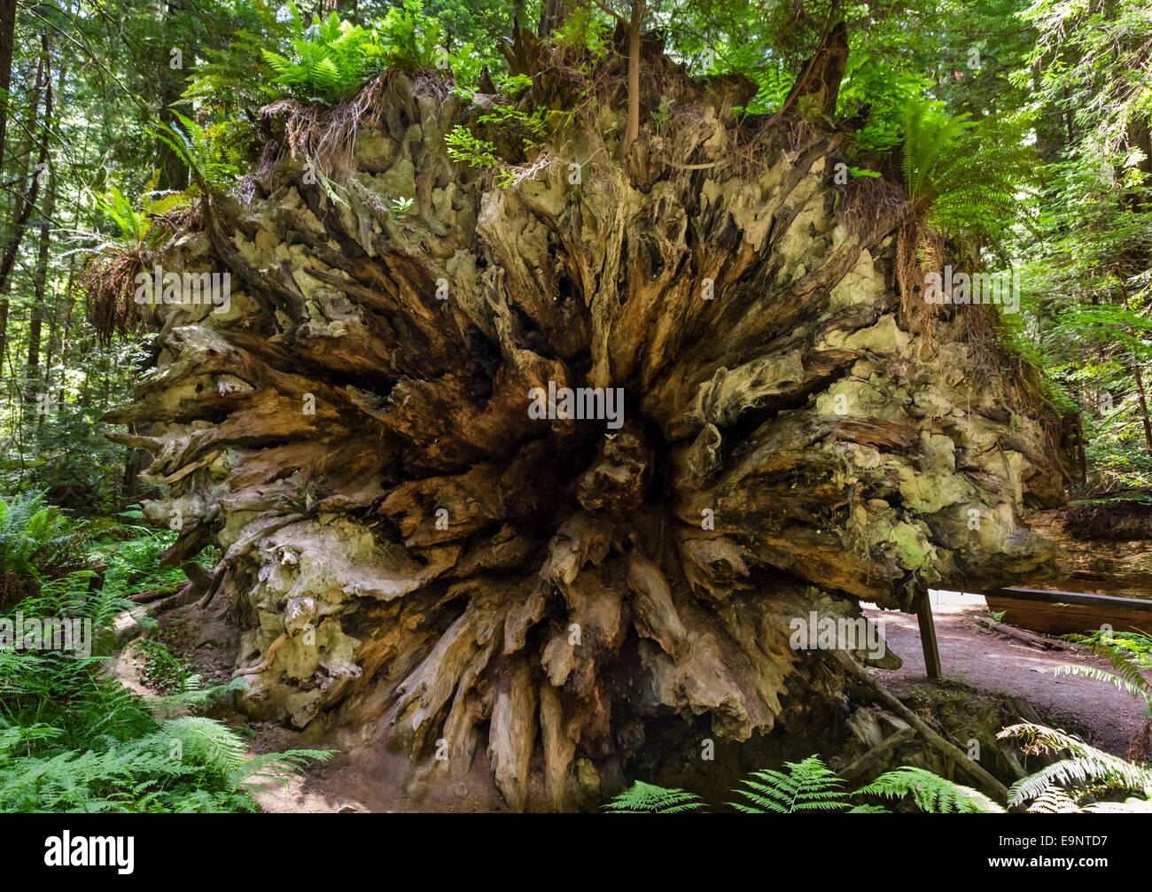 Fallen tronc d'un séquoia côtier géant (Sequoia sempervirens) Humboldt Redwoods State Park, dans le Nord de la Californie, USA Banque D'Images
