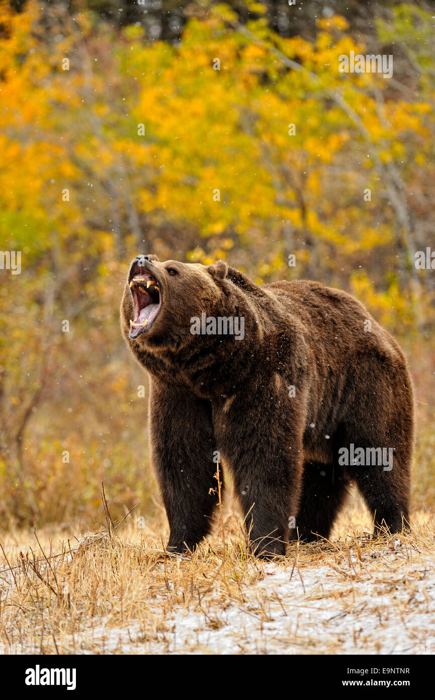 Ours grizzli (Ursus arctos) à la fin de l'automne de l'habitat de montagne (captive soulevées spécimen), Bozeman, Montana, USA Banque D'Images