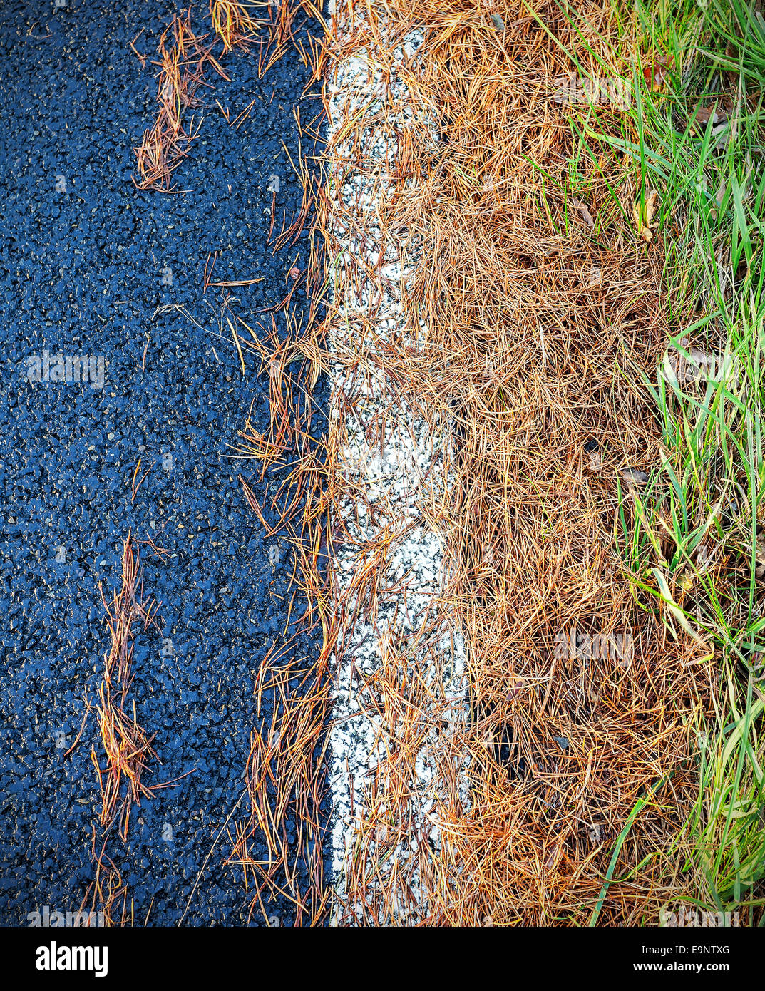 Les aiguilles des conifères sur route asphaltée, abstract background. Banque D'Images
