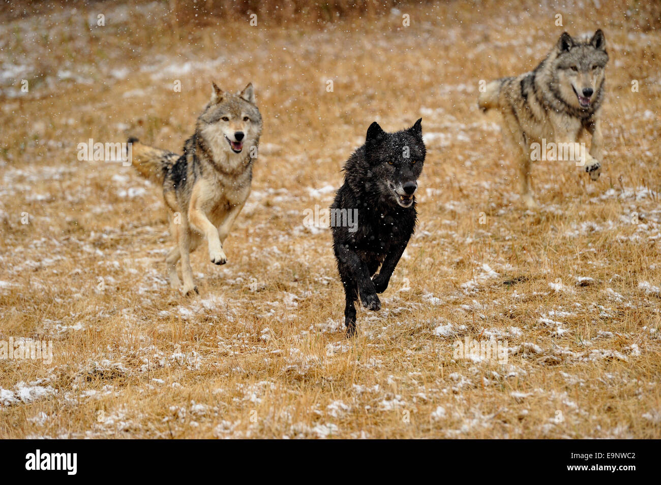 Le loup (Canis lupus) à la fin de l'automne de l'habitat de montagne (captive soulevées spécimen), Bozeman, Montana, USA Banque D'Images