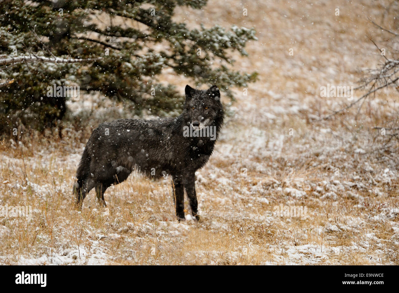 Le loup (Canis lupus) à la fin de l'automne de l'habitat de montagne (captive soulevées spécimen), Bozeman, Montana, USA Banque D'Images