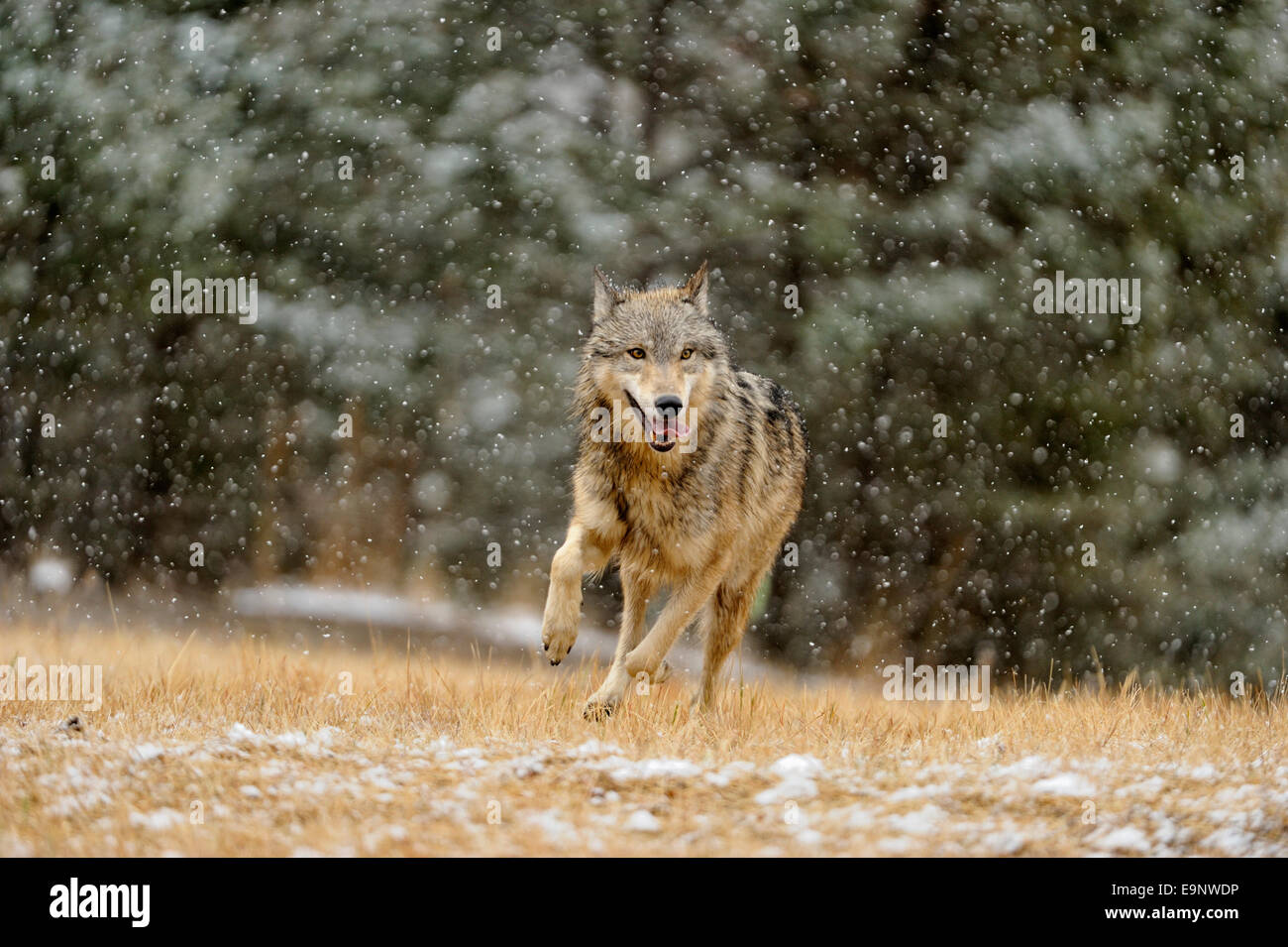 Le loup (Canis lupus) à la fin de l'automne de l'habitat de montagne (captive soulevées spécimen), Bozeman, Montana, USA Banque D'Images