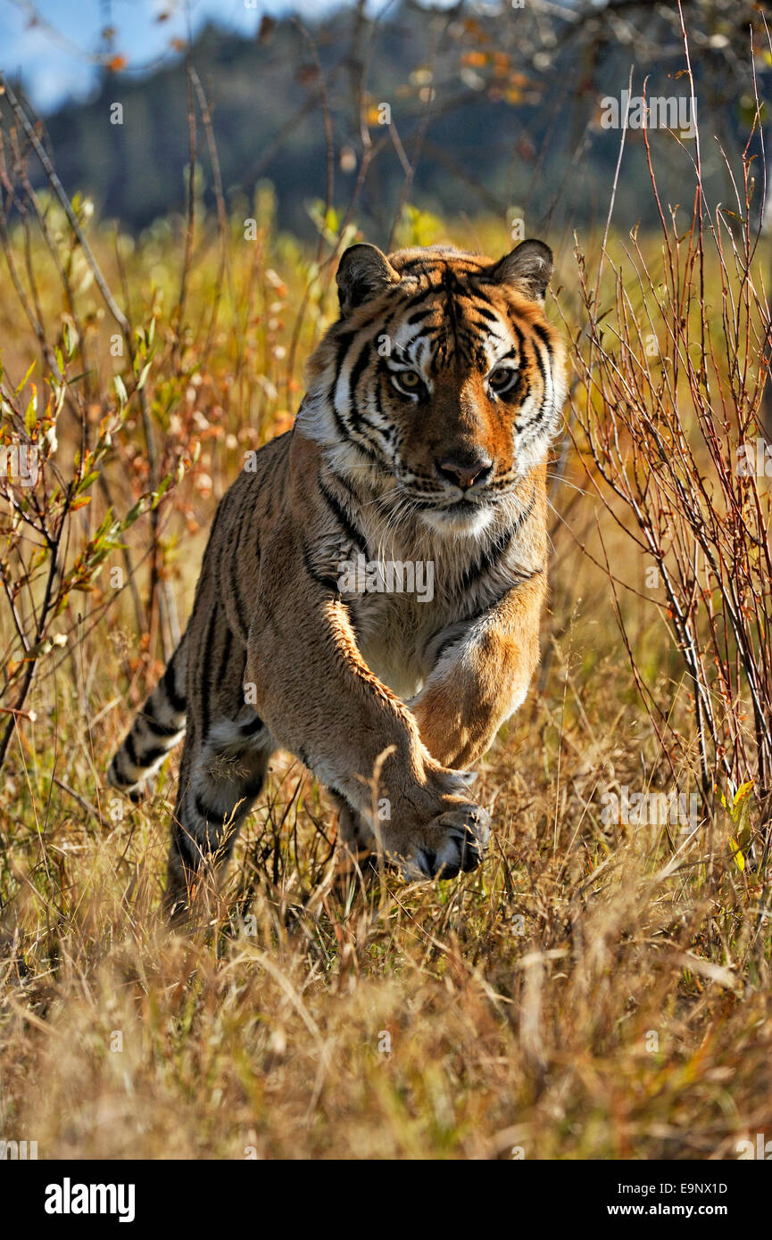 Siberian tiger tiger (Panthera tigris altaica) près de l'habitat du cours d'eau (captive soulevées spécimen), Bozeman, Montana, USA Banque D'Images