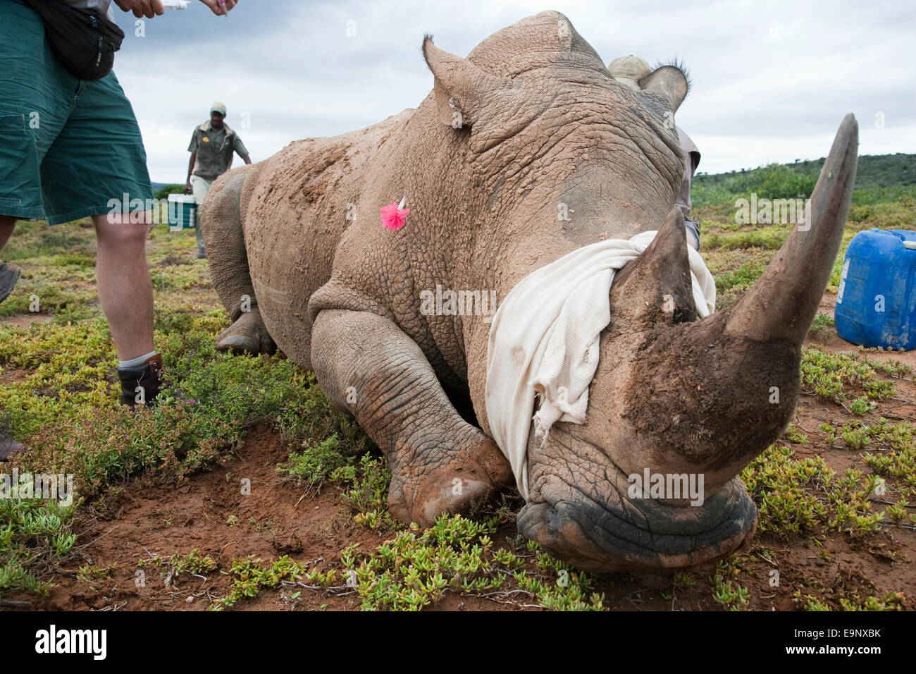 Tranquillisés white rhino montrant dart, avant une chirurgie pour réparer un dommage, Kwandwe game reserve, Eastern Cape, Afrique du Sud Banque D'Images