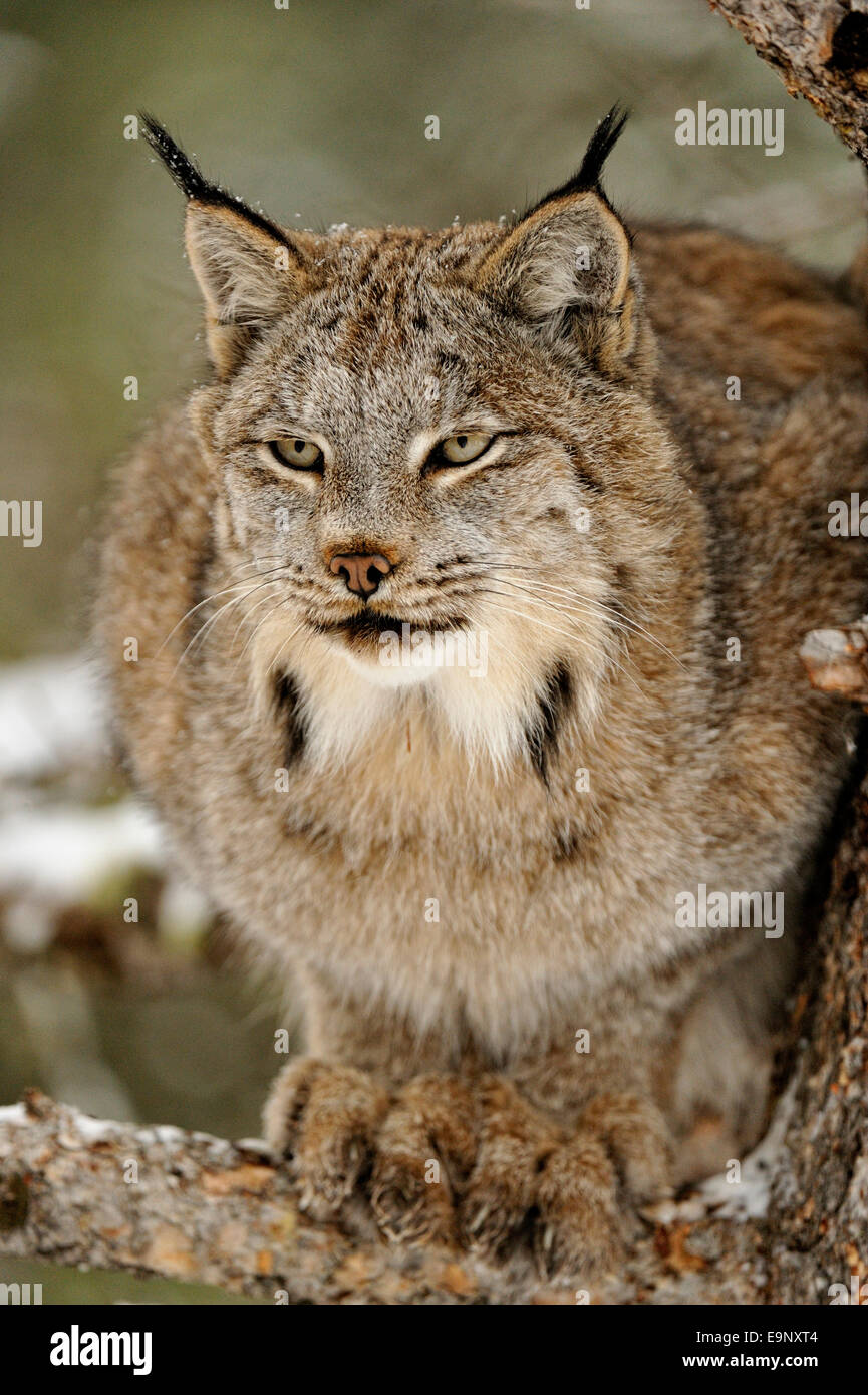 Lynx du Canada (Lynx canadensis) à la fin de l'automne de l'habitat de montagne (captive soulevées spécimen), Bozeman, Montana, USA Banque D'Images