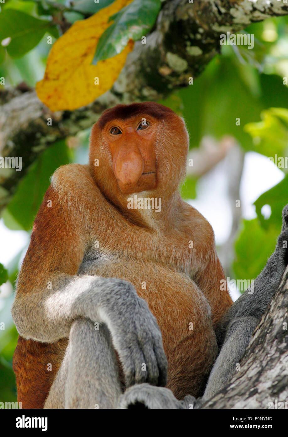 Proboscis Monkey - Nasalis larvatus - assise dans un arbre dans le parc national de Bako, Sarawak, Malaisie Banque D'Images