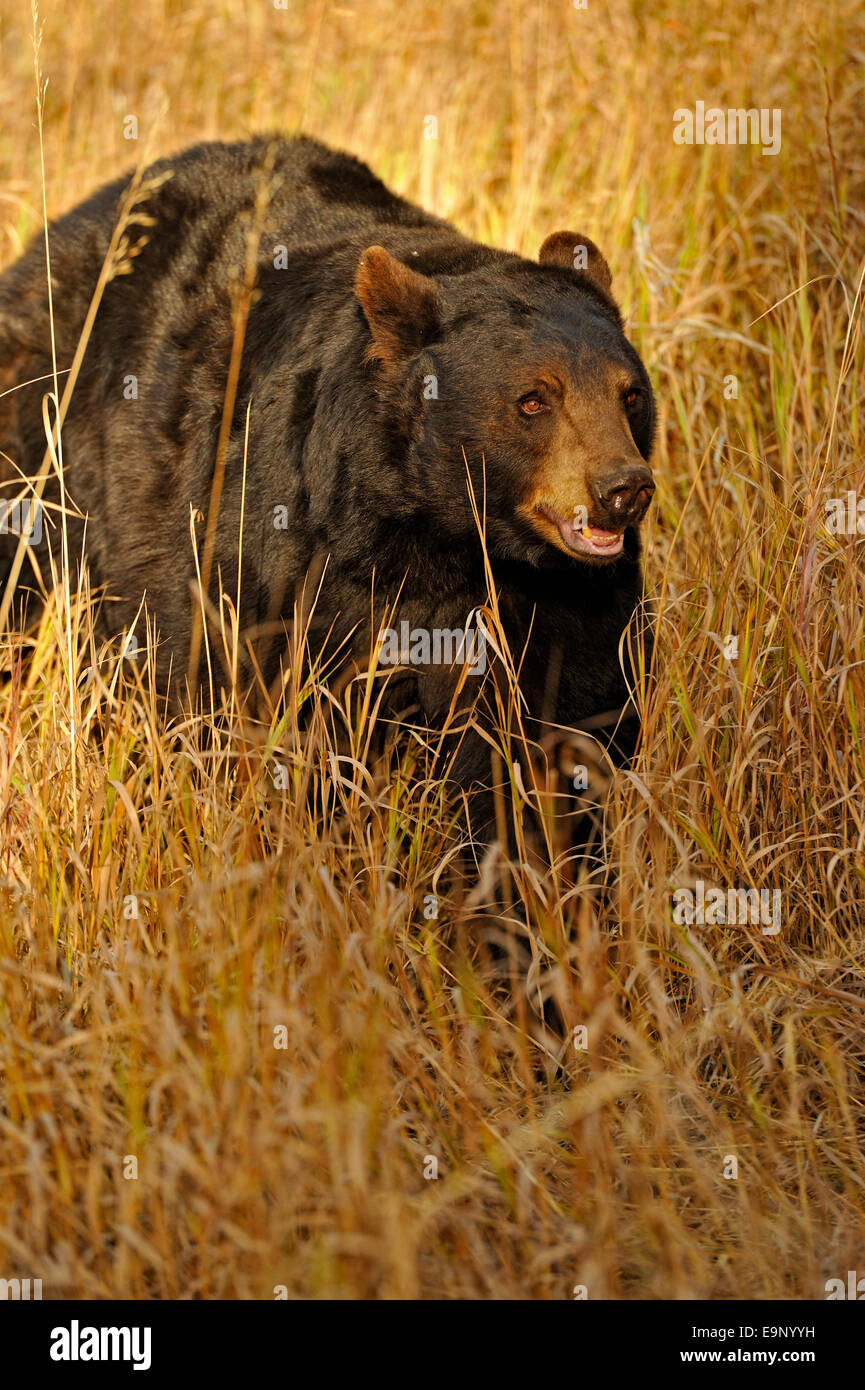 Ours noir (Ursus americanus) à la fin de l'automne de l'habitat (spécimen), posée en captivité Bozeman, Montana, USA Banque D'Images