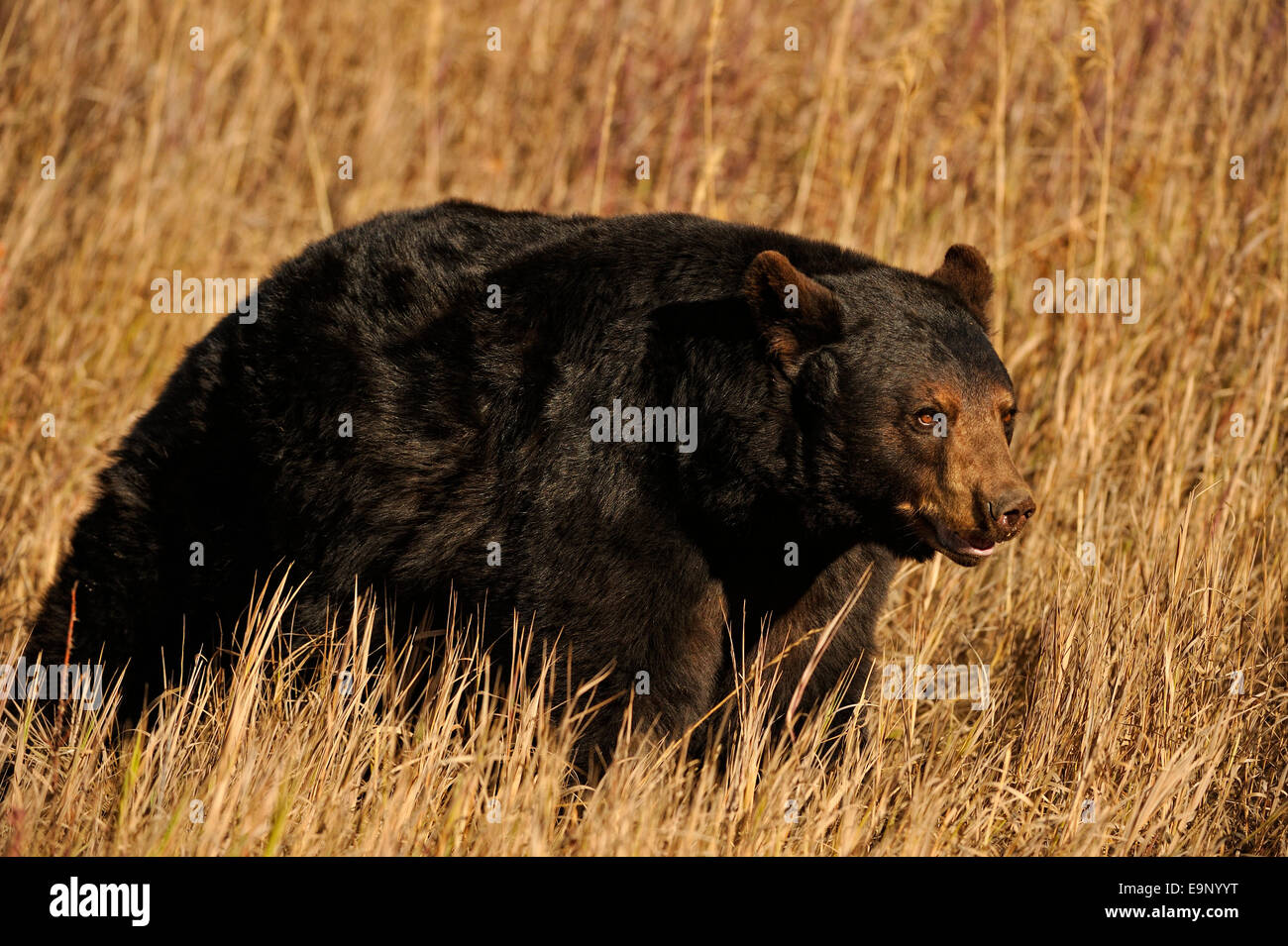 Ours noir (Ursus americanus) à la fin de l'automne de l'habitat (spécimen), posée en captivité Bozeman, Montana, USA Banque D'Images