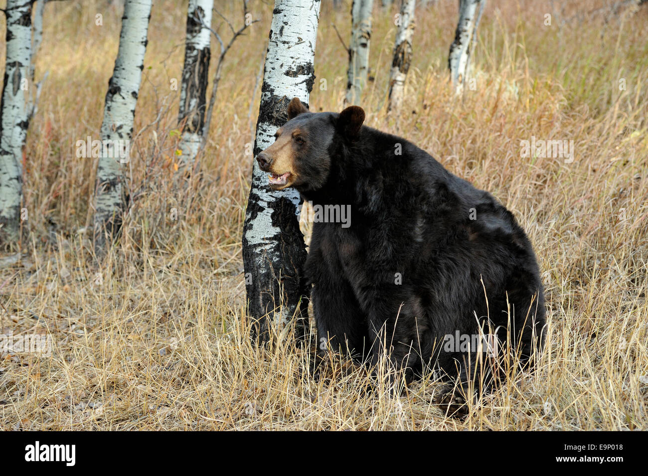 Ours noir (Ursus americanus) à la fin de l'automne de l'habitat (spécimen), posée en captivité Bozeman, Montana, USA Banque D'Images