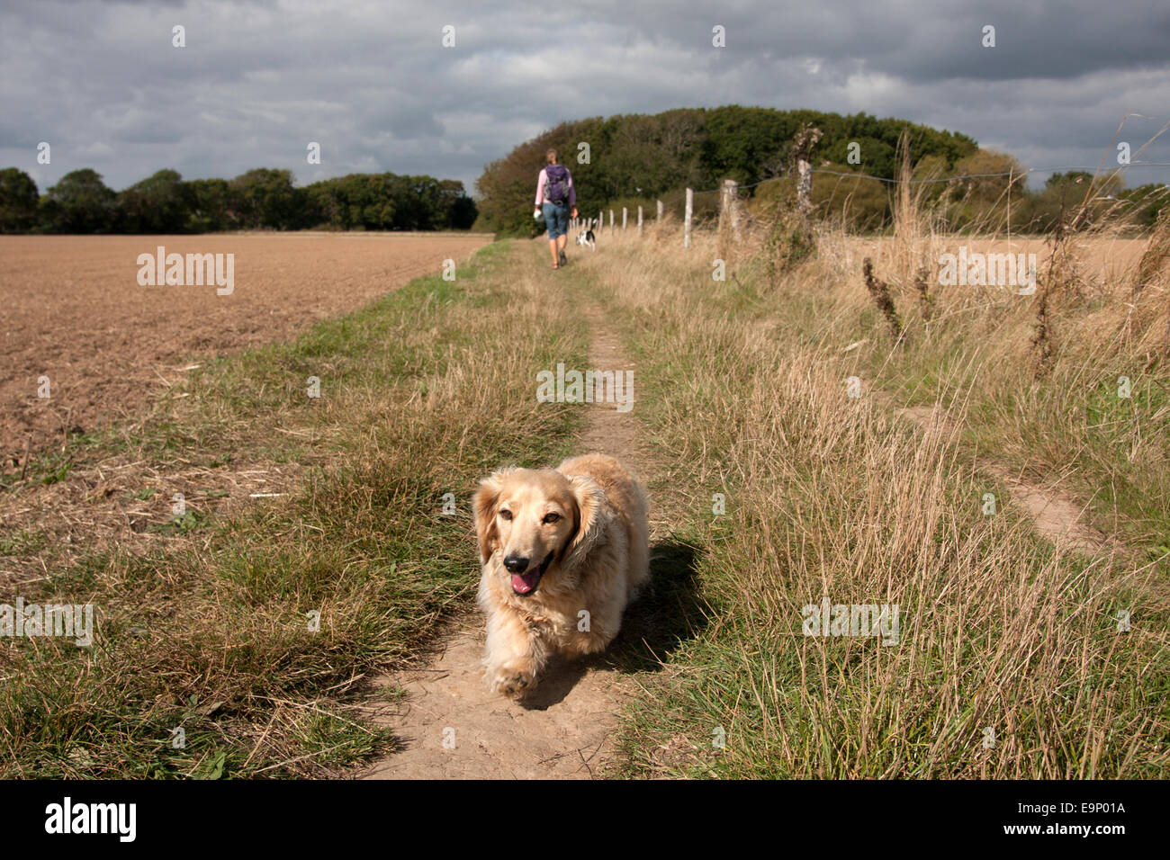 Teckel marche sur chemin, Itchenor, Chichester Harbour, péninsule de virilité, West Sussex, Angleterre Banque D'Images