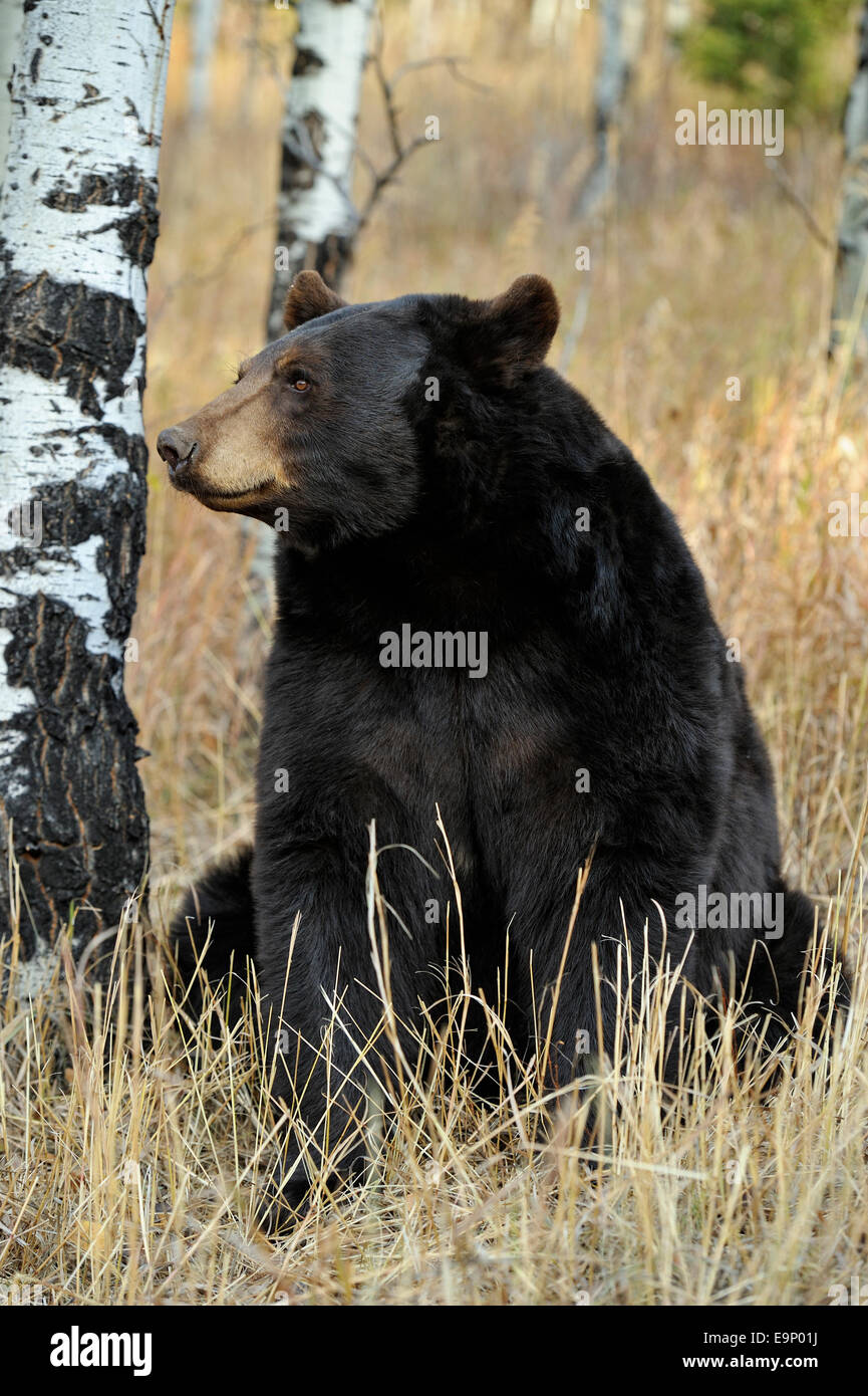 Ours noir (Ursus americanus) à la fin de l'automne de l'habitat (spécimen), posée en captivité Bozeman, Montana, USA Banque D'Images