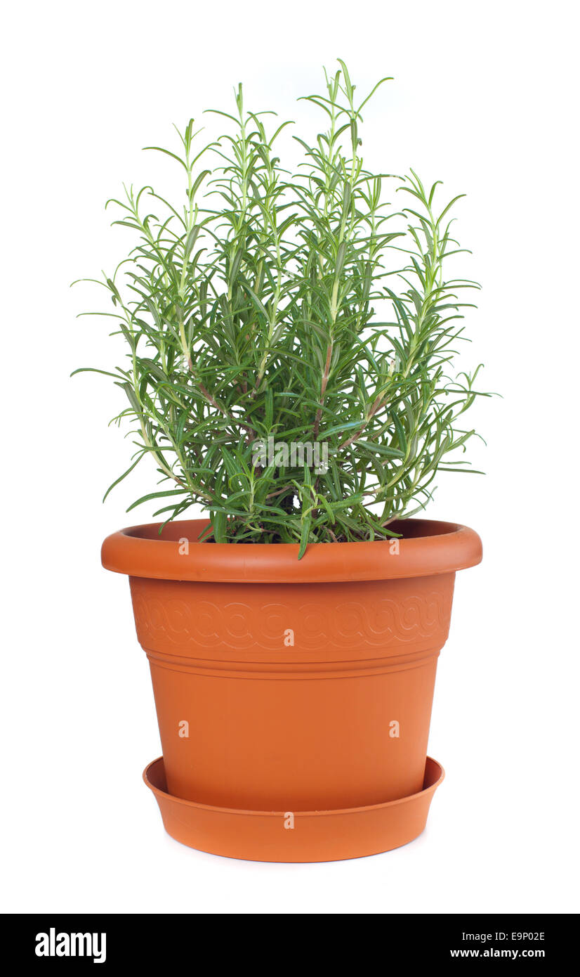 Le romarin plante en pot en argile, Rosmarinus officinalis. Banque D'Images
