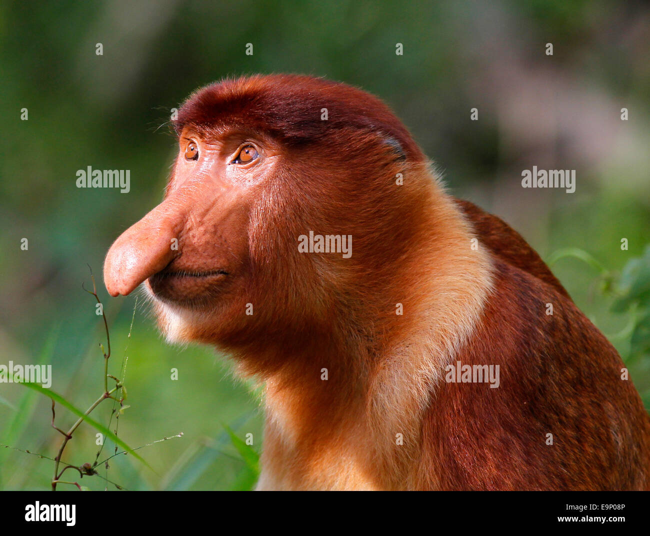 Proboscis Monkey - Nasalis larvatus - dans Parc national de Bako, Sarawak, Malaisie Banque D'Images