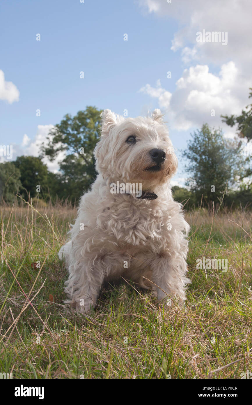 West Highland White Terrier sitting in field Banque D'Images