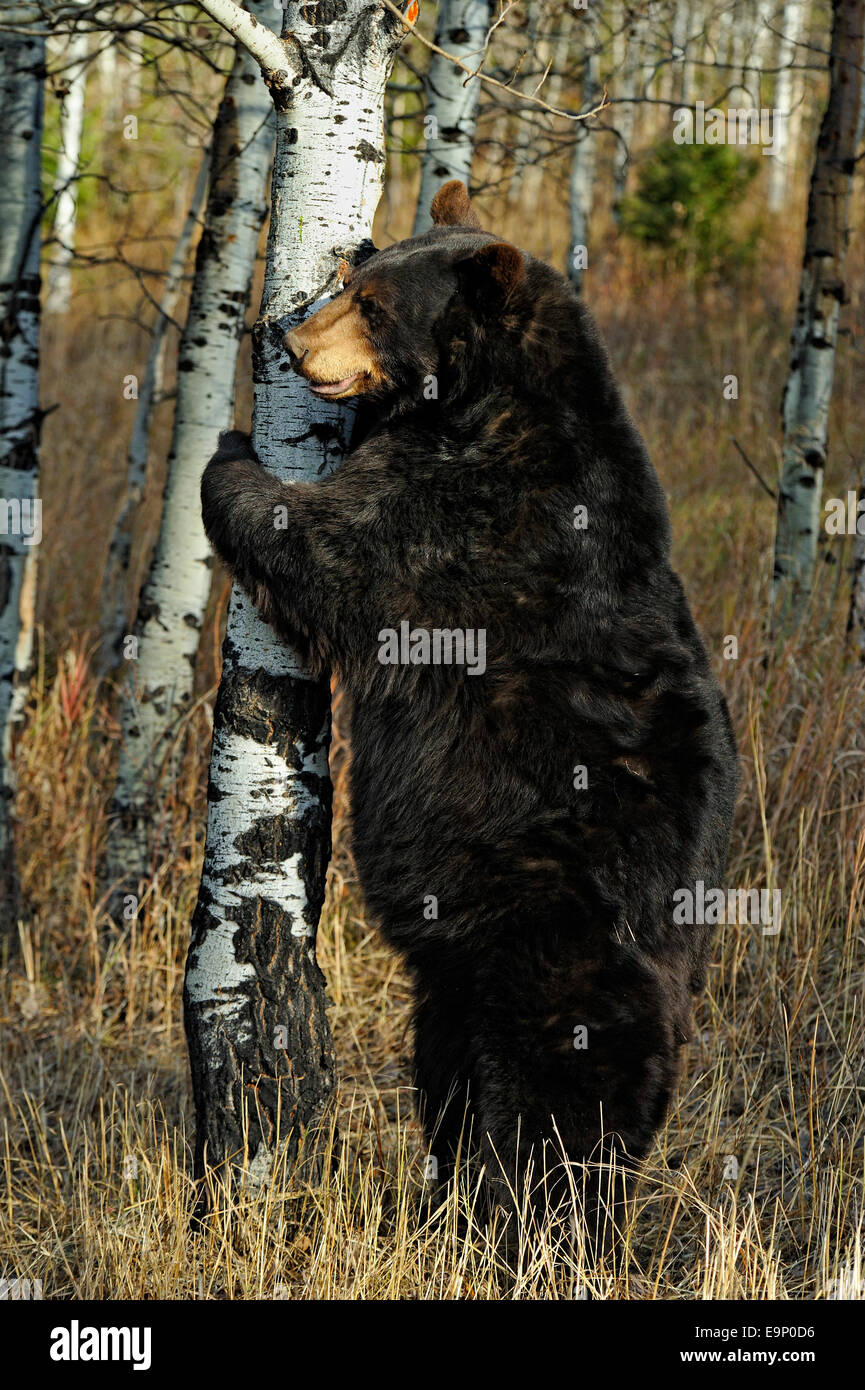Ours noir (Ursus americanus) à la fin de l'automne de l'habitat (spécimen), posée en captivité Bozeman, Montana, USA Banque D'Images