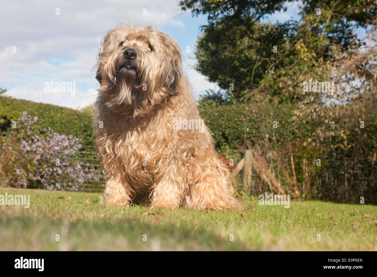 Irish Soft Coated Wheaten Terrier in garden Banque D'Images