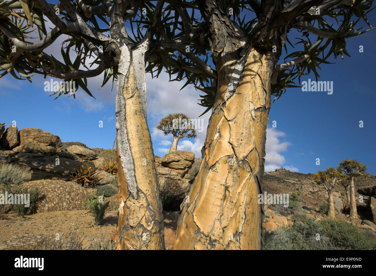 Arbre carquois kokerboom (Aloe dichotoma), réserve naturelle, Goegap, springbok, Namaqualand, Northern Cape, Afrique du Sud Banque D'Images
