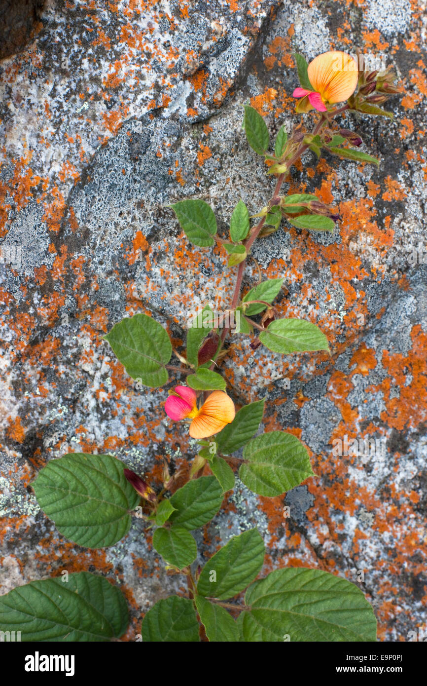 Rhynchosia monophylla, Malolotja Nature Reserve, Swaziland, Afrique Banque D'Images