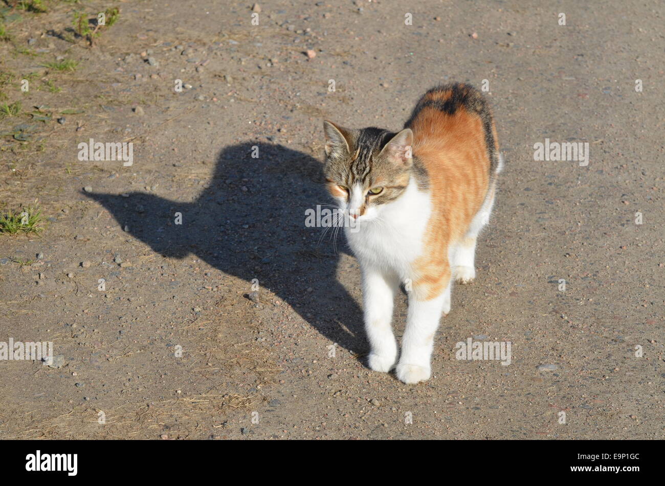 tabby sur route Banque D'Images