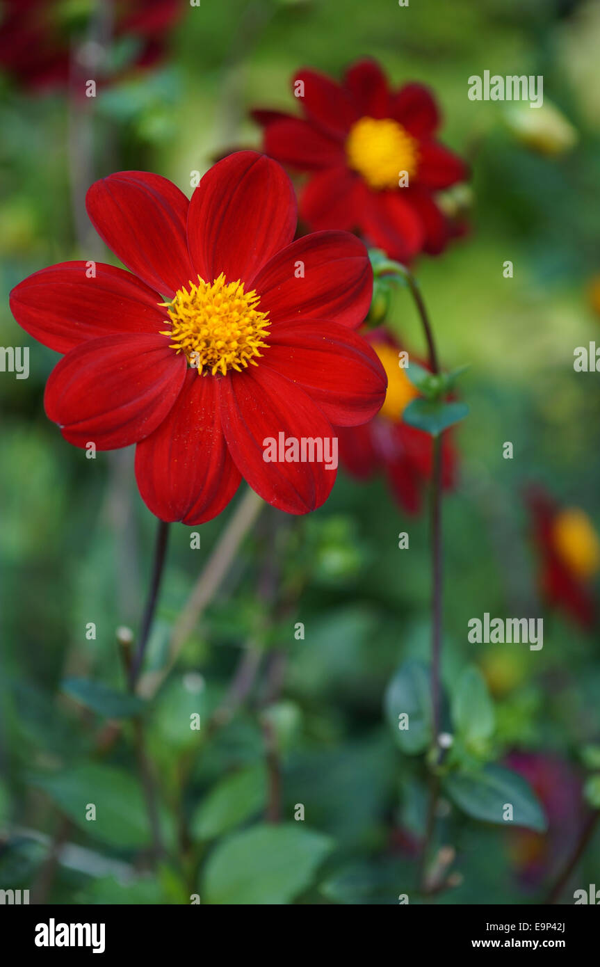 Dahlia rouge à fleurs uniques Banque D'Images