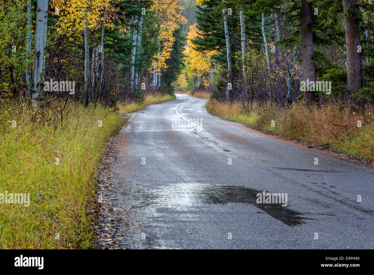 La couleur de l'automne road, à proximité de Jackson, Wyoming Banque D'Images